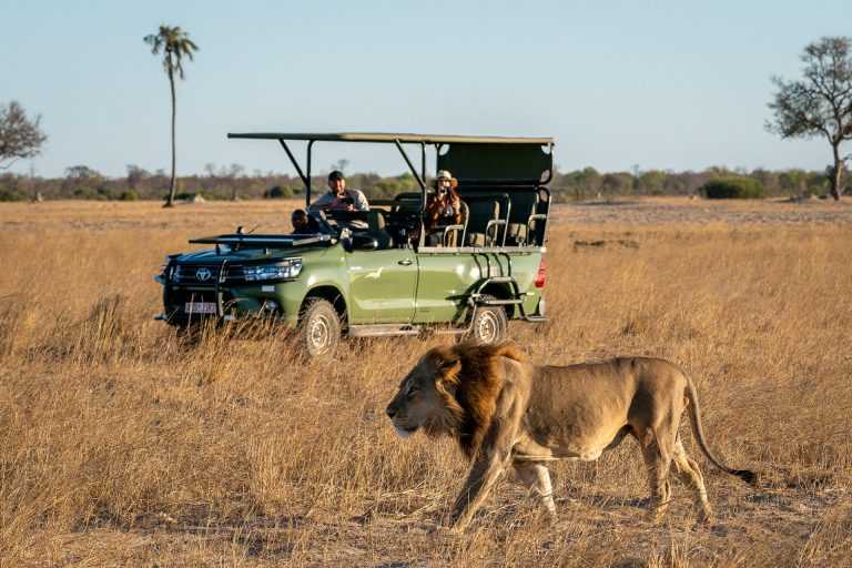 Lion walking in front of a safari truck at Linkwasha